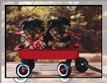 Yorkshire Terrier, Czerwony, W�zek
